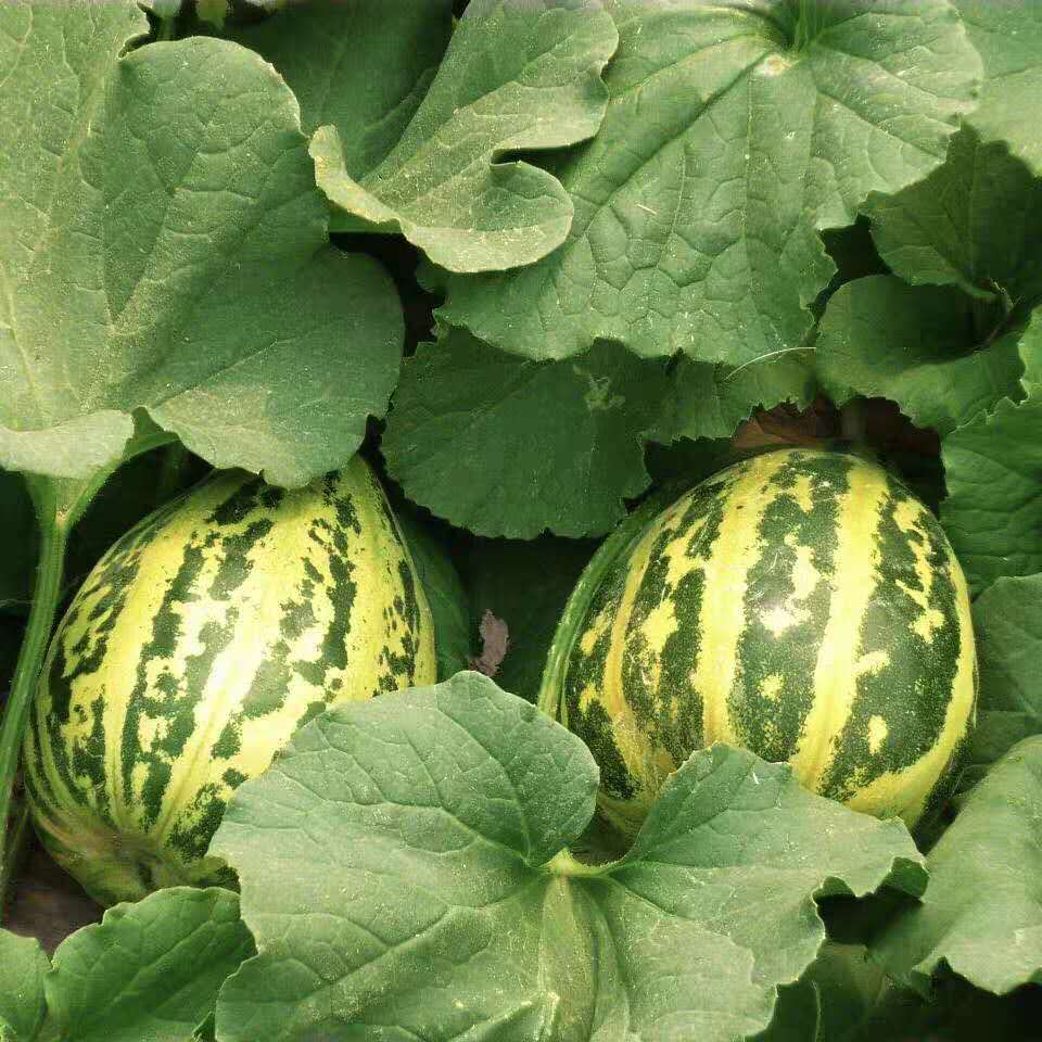 青樱红荔现摘现发精选花蕾甜瓜十里香八里香花姑娘香瓜脆甜多汁新鲜