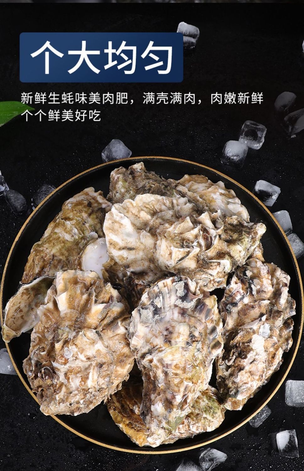 【精品】生蚝新鲜特大生蚝海鲜水产鲜活顺丰生蚝一整箱批发 福茹洲 现