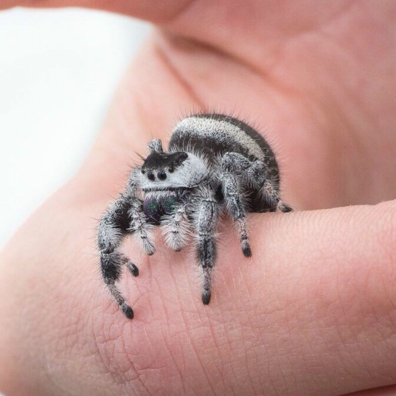 萌宠宠物小蜘蛛卢卡斯跳蛛微景观办公室桌面迷你好饲养活体捕 橙佛跳