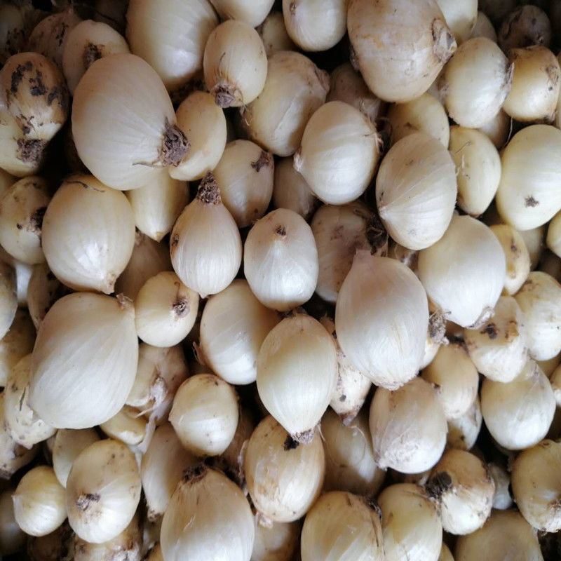 苦蕌九母子团葱小根葱野葱洋葱圆茭头白苦蒜小蒜新鲜 现挖新鲜苦蕌 3