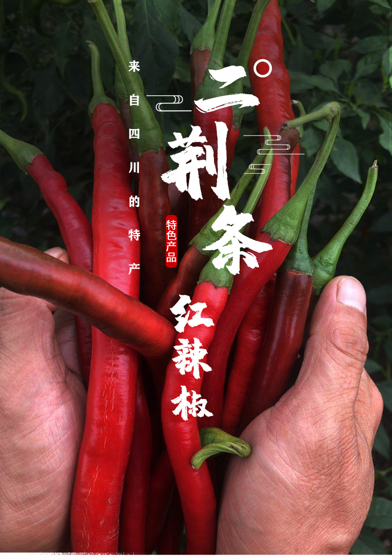 新鲜红二荆条辣椒新鲜四川红辣椒农家自种辣椒 10斤