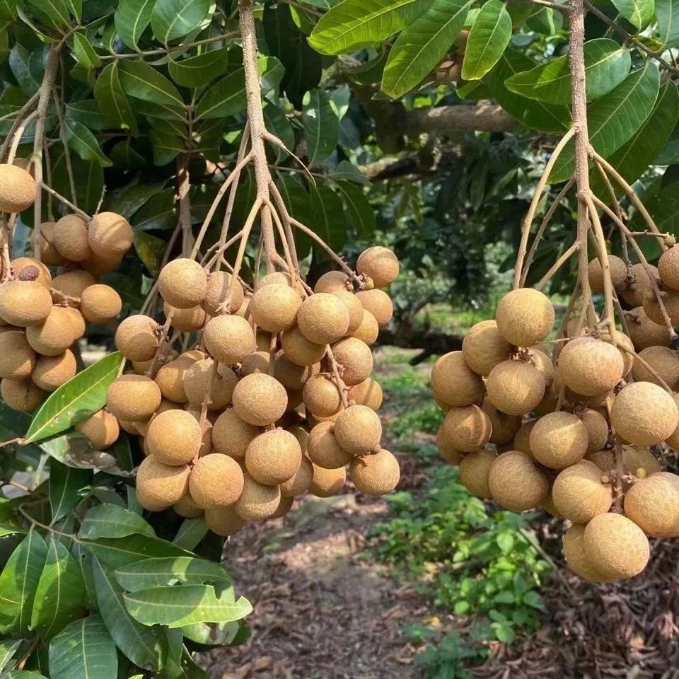 顺丰速发广东高州龙眼石硖龙眼新鲜水果精选10斤装现摘礼盒装送人送礼