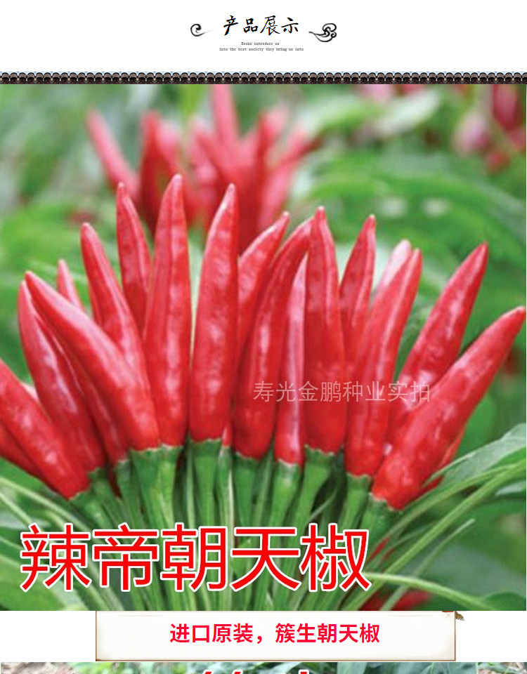 辣帝朝天椒种子簇生极早熟高产进口朝天椒超辣蔬菜种籽干鲜两用 辣帝