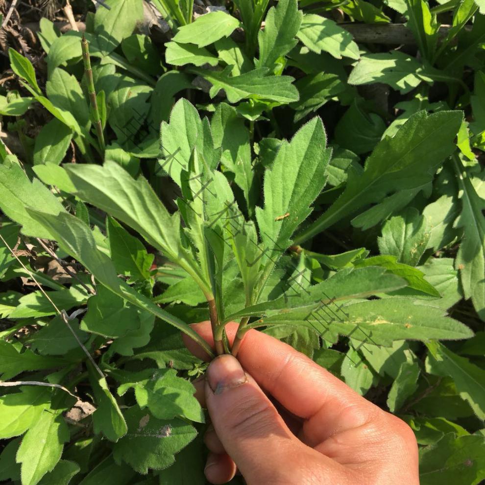 源外园湖北农村春季野菜马兰芽马兰头红梗菜鸡儿肠田边菊马兰菜 9斤