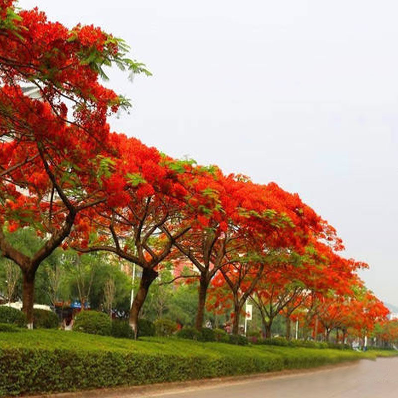 名贵凤凰木红花楹树苗庭院花树耐寒植物南方绿化风景树 蓝花楹80-90