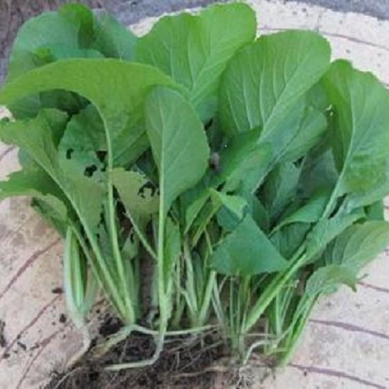 四季速生萝卜苗种子七天可吃易种娃娃菜水培有机芽苗菜秋冬季菜籽萝卜