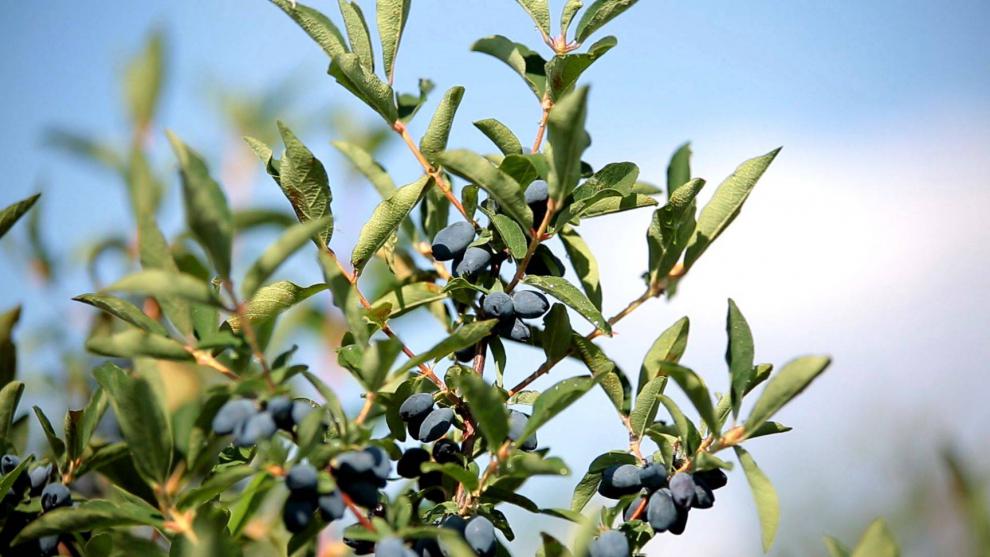 蓝靛果树苗羊奶子黑瞎子果苗山茄子树苗盆栽阳台南北方浆果庭院 10棵