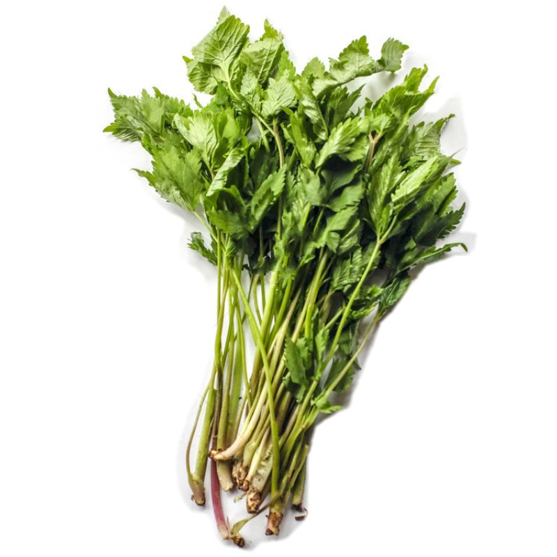 野芹菜种籽野生山芹菜种子水芹菜多年生茴芹大叶芹种孑蔬菜水种野生山