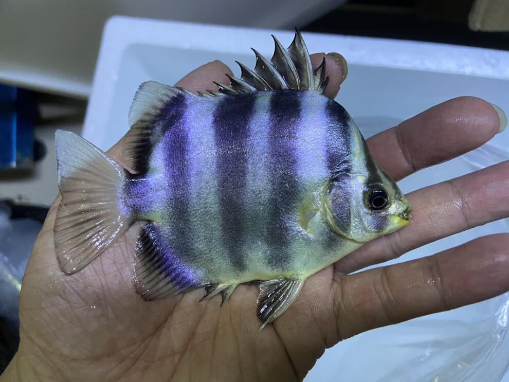 精品非洲金鼓鱼金古鱼高端中层配鱼长明四纹虎龙鱼淡水热带观赏鱼采缇