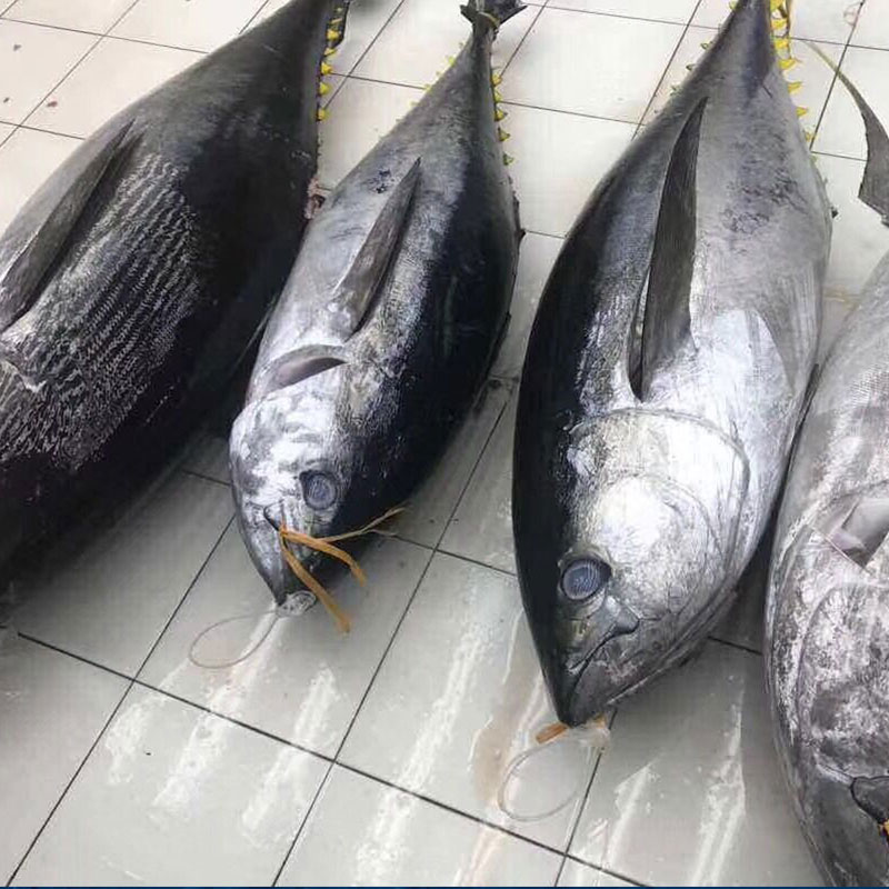 大目金枪鱼整条深海黄鳍金枪鱼冰鲜日式刺身料理食材供应酒店【图片