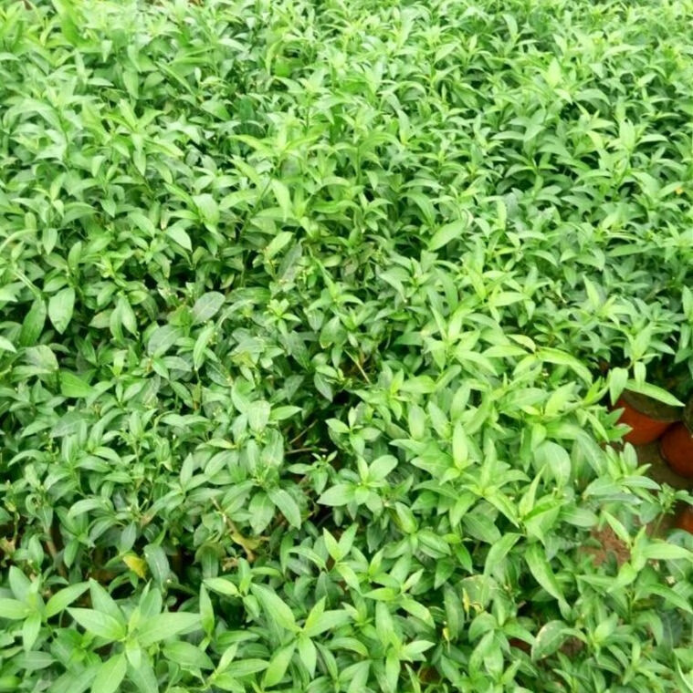 梓匠夜来香 6年大苗 夜来香花苗盆栽阳台庭院夏季草树苗夜来香植物