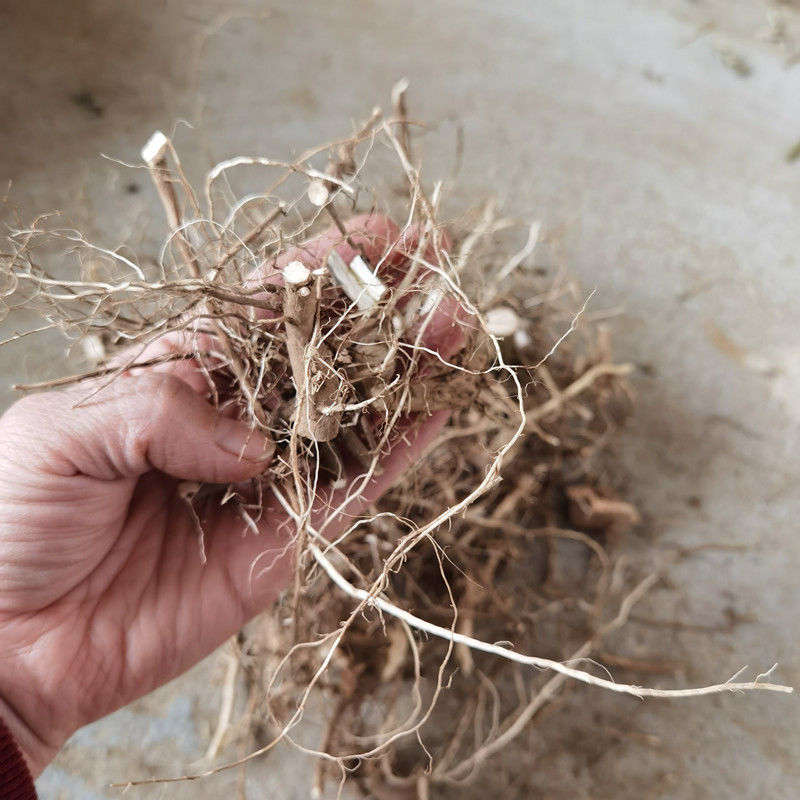 杞里香 野生苍耳根农村采摘苍耳子苍耳子根2020新晒干货苍耳草根切断