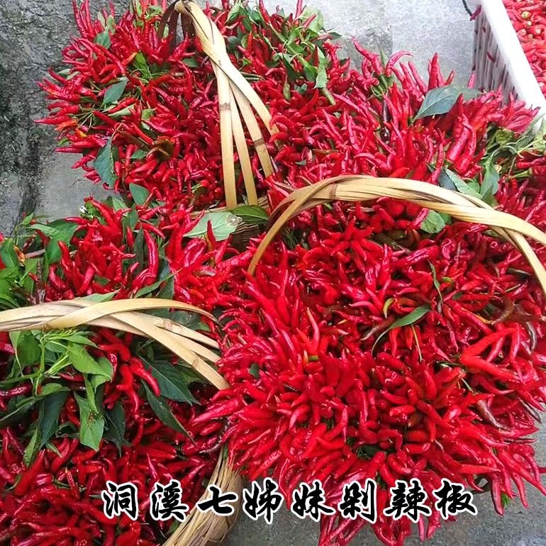 七姊妹剁辣椒酱550g湖南特产特辣朝天椒下饭菜香辣拌饭酱550克单罐