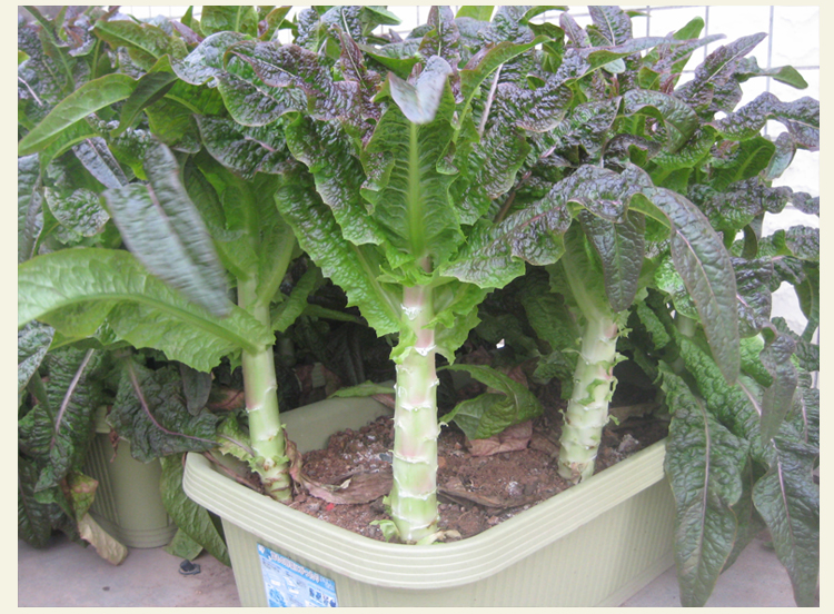 挂丝红莴笋种子 脆香红莴笋 四季播种庭院阳台盆栽农家蔬菜种子 中华