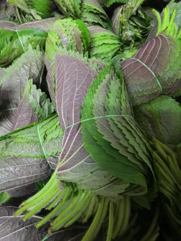 苏子叶1斤韩烤包肉饭鲜苏叶新鲜紫苏叶即食绿色蔬菜当季叶菜蘸酱菜3斤