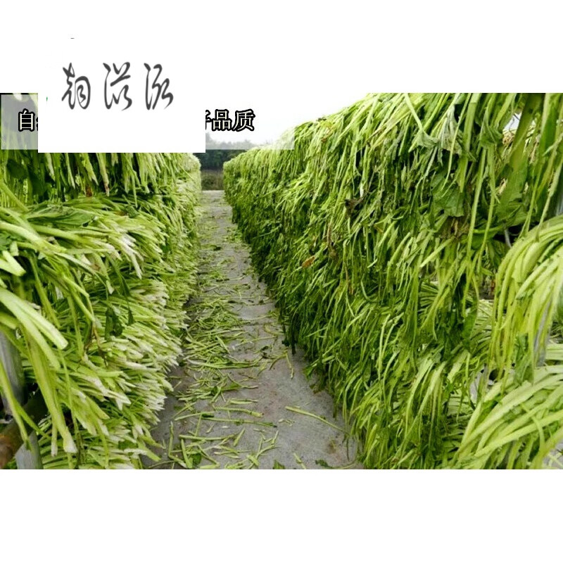 4斤四川特产正宗宜宾芽菜酒店餐饮调料农家散装宜宾燃面扣肉长条芽菜