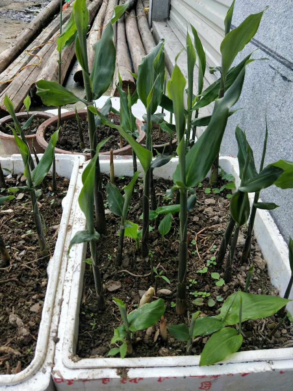 阳荷种阳荷姜种苗洋荷姜种根阳藿茗荷洋火姜新鲜种子3斤带苗发货