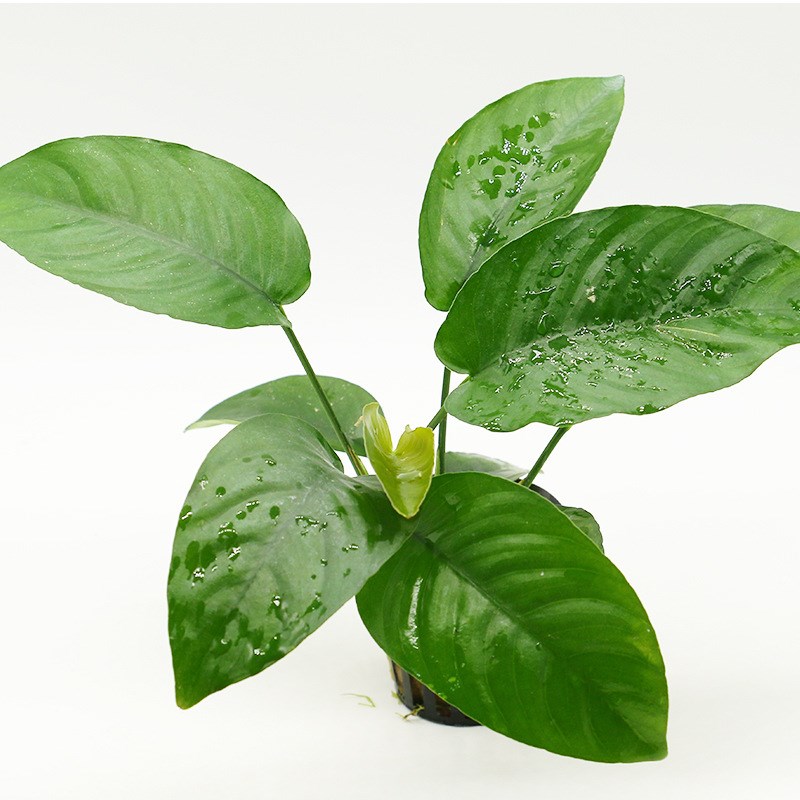 宠以沫(chong yimo)活体懒人水草活体真水榕活体小巴榕丹麦榕榕小水榕