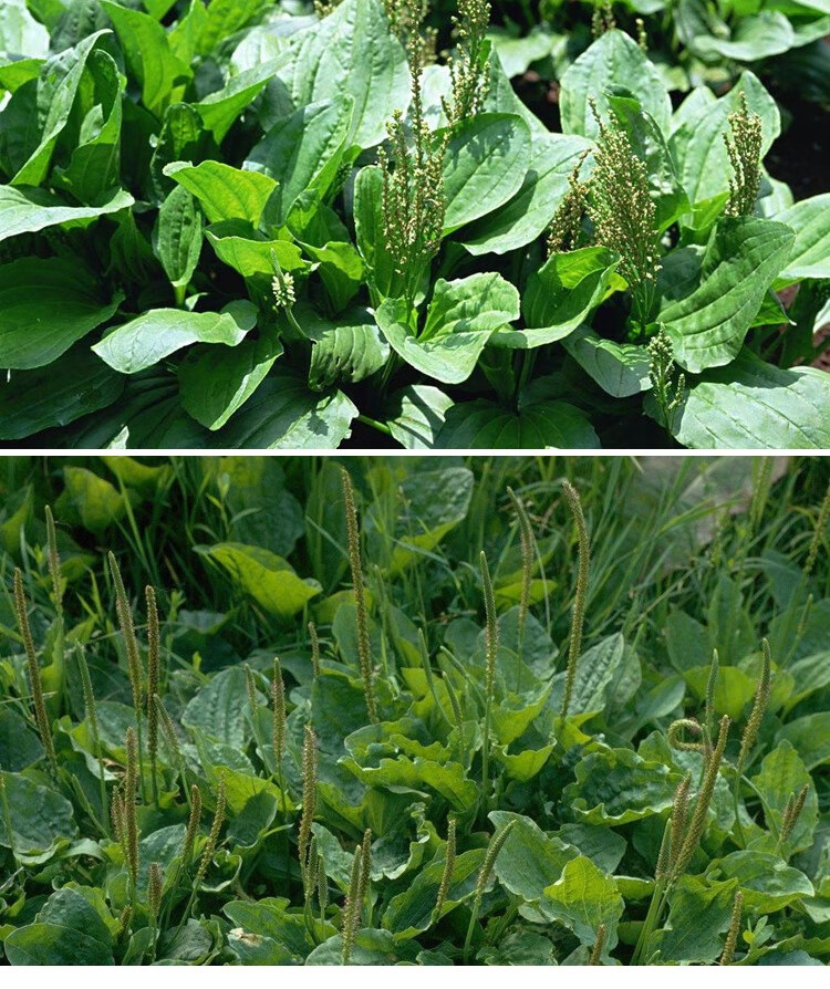 野生 平车前食用野菜四季播种中药材种子车轮菜车前籽 车前草种子