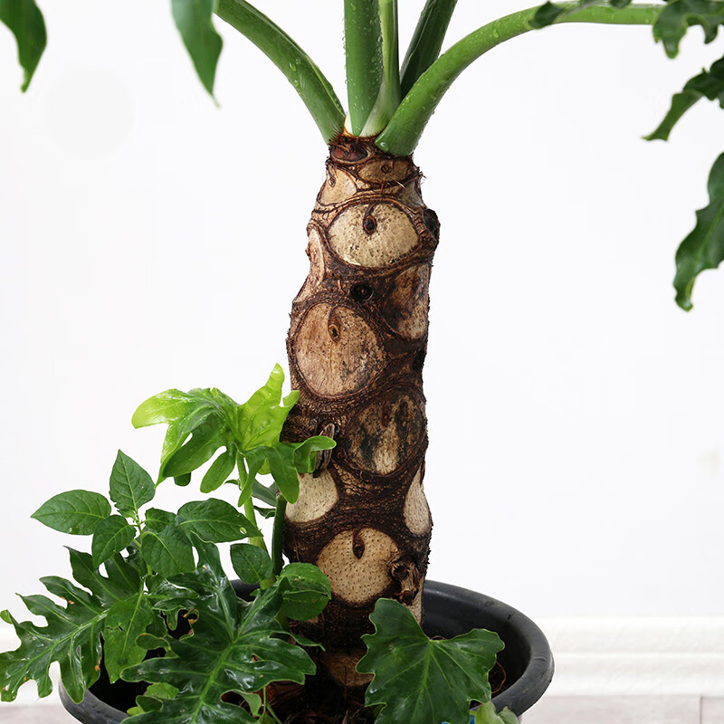 羽老桩大型春雨绿植盆栽办公室客厅盆景室内大植物 1米龙鳞春羽【白