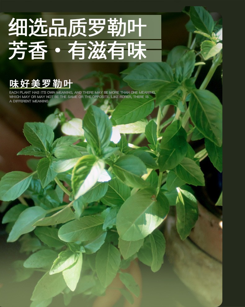 味好美干罗勒叶粉65g意大利面西餐意面九层塔披萨草罗勒碎酱调料默认