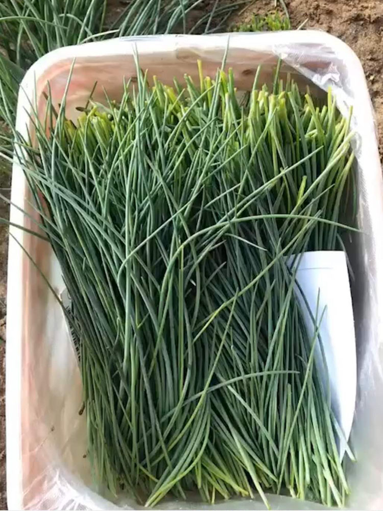 正宗甘肃民勤大沙漠沙葱天价葱新鲜蔬菜野菜西北下饭菜净重12345斤