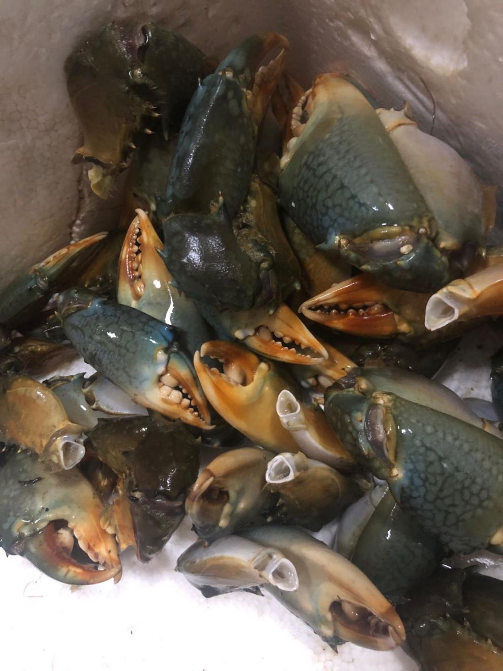 新鲜冰冻青蟹蟹钳一斤 冷冻蟹脚 螃蟹脚 肉肥香甜菜鲟大钳子鲟脚