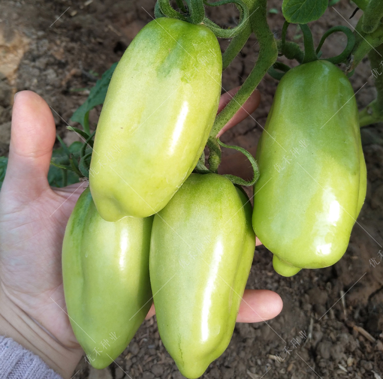 进口奶油红香蕉番茄种子长椭圆水果西红柿生吃易种四季蔬菜种孑红香蕉