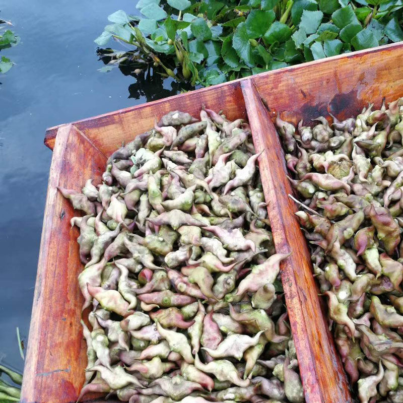 湖北新鲜菱角野生现摘老菱角洪湖菱角现摘莲角棱角黑凌角蔬菜棱角老