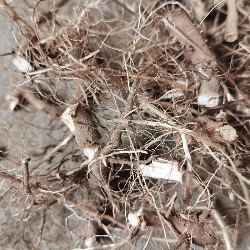 杞里香 野生苍耳根农村采摘苍耳子苍耳子根2020新晒干货苍耳草根切断