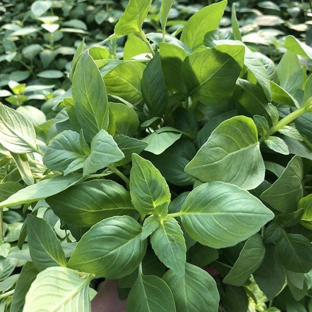 河南新鲜荆芥菜 大叶荆芥食用嫩茎芥调味菜带根 3斤装【图片 价格