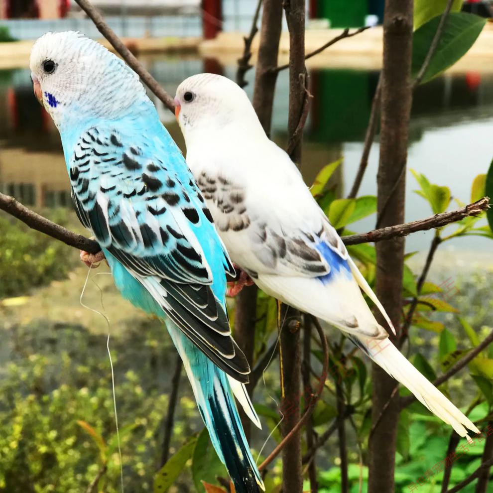 鸟活体鹦鹉活宠物鸟体虎皮黄化情侣鹦鹉活鸟鹦鹉鸟粮玄凤宝石蓝皮一只