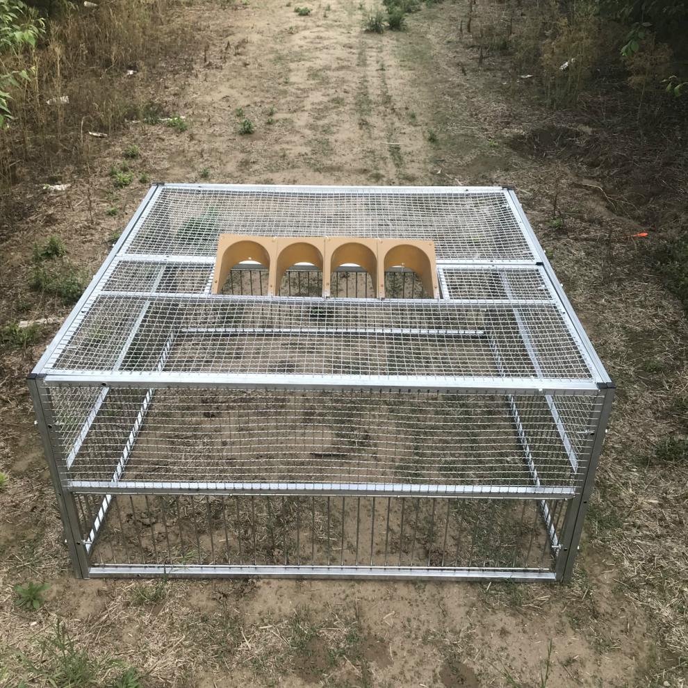自动捕鸡笼捕鸽神器天落笼只进不出鸽子笼自动跳门撞门笼鸽子用品用具