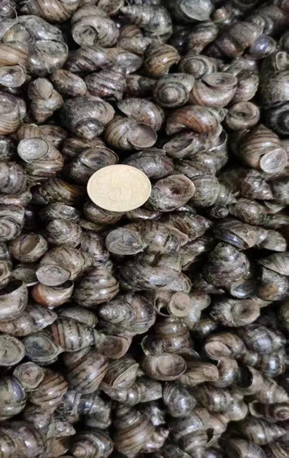 渔具脆螺钓 青鱼专用克星池塘脆螺螺狮料黑脘草鱼鱼饵钓饵窝料鲩鱼