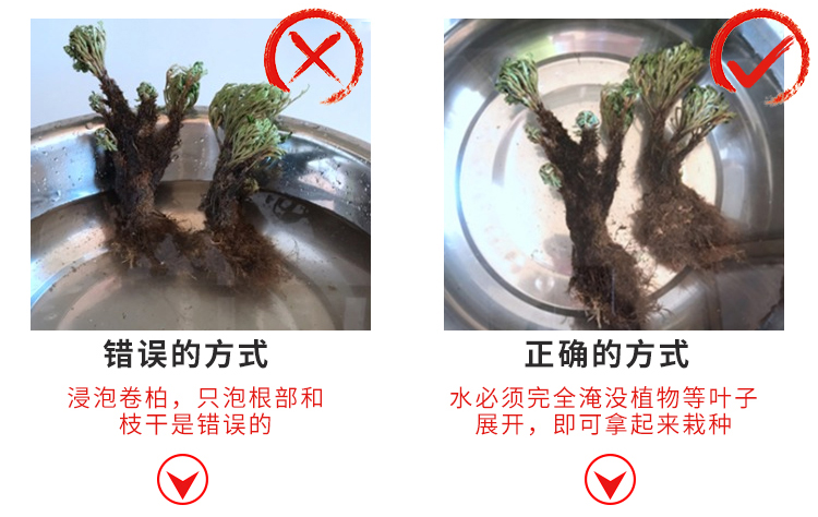 卷柏植物九死还魂草野生小叶老桩吸水石菖蒲室内桌面微型盆景盆栽1315