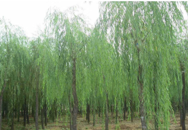 黄金柳苗金丝垂柳垂柳小柳树枝条垂杨柳树苗垂柳苗旱柳树3公分品种