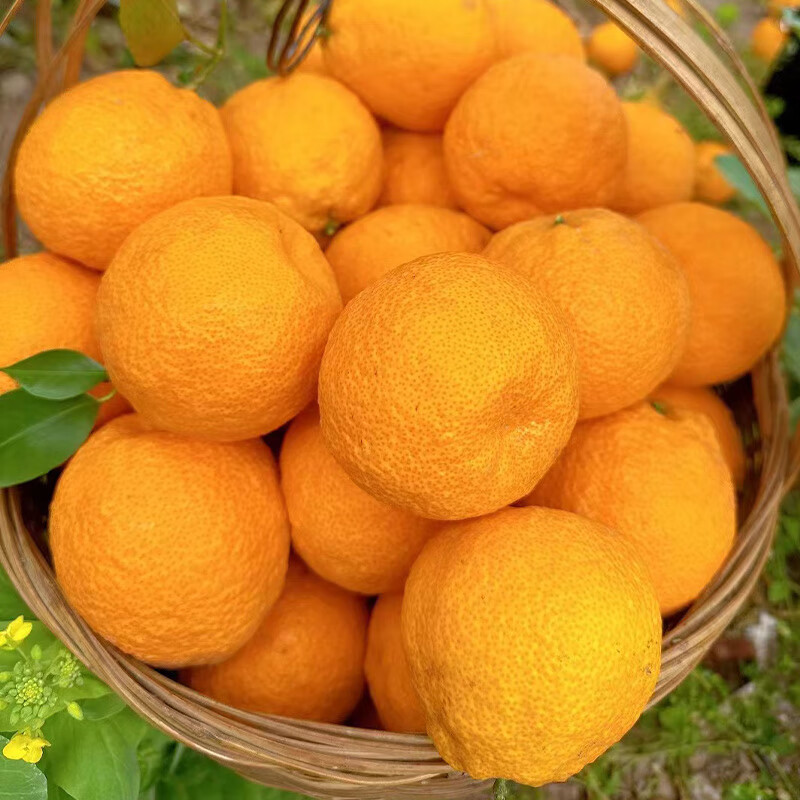 凤非烟四川汉源特产黄果柑新鲜当季水果现摘现发水分足箱装 50 玲珑果