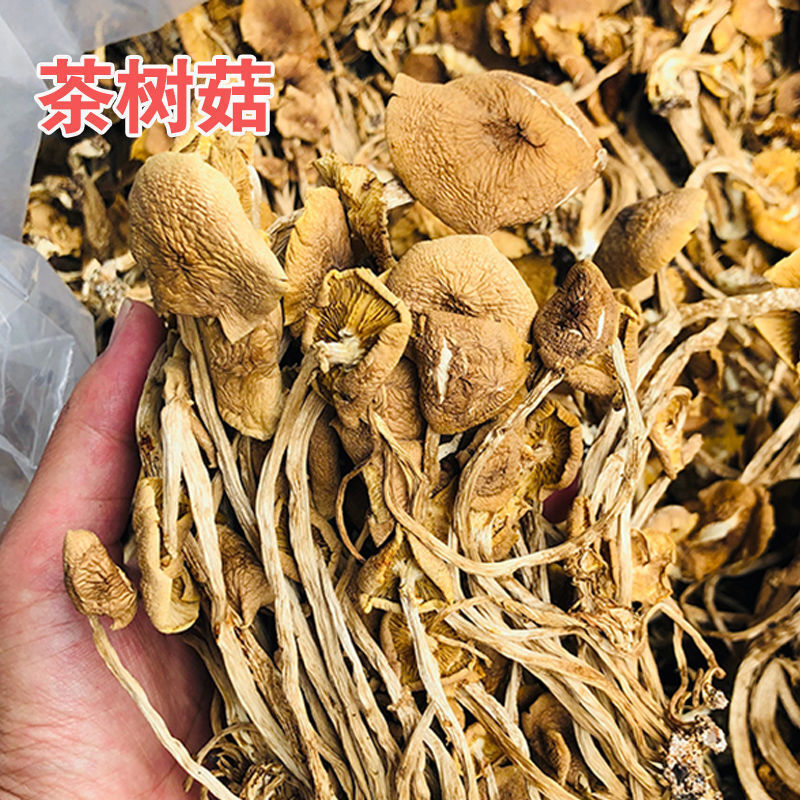一斤开伞茶树菇精选新货农家茶树菇饭店酒店专用 500g【图片 价格
