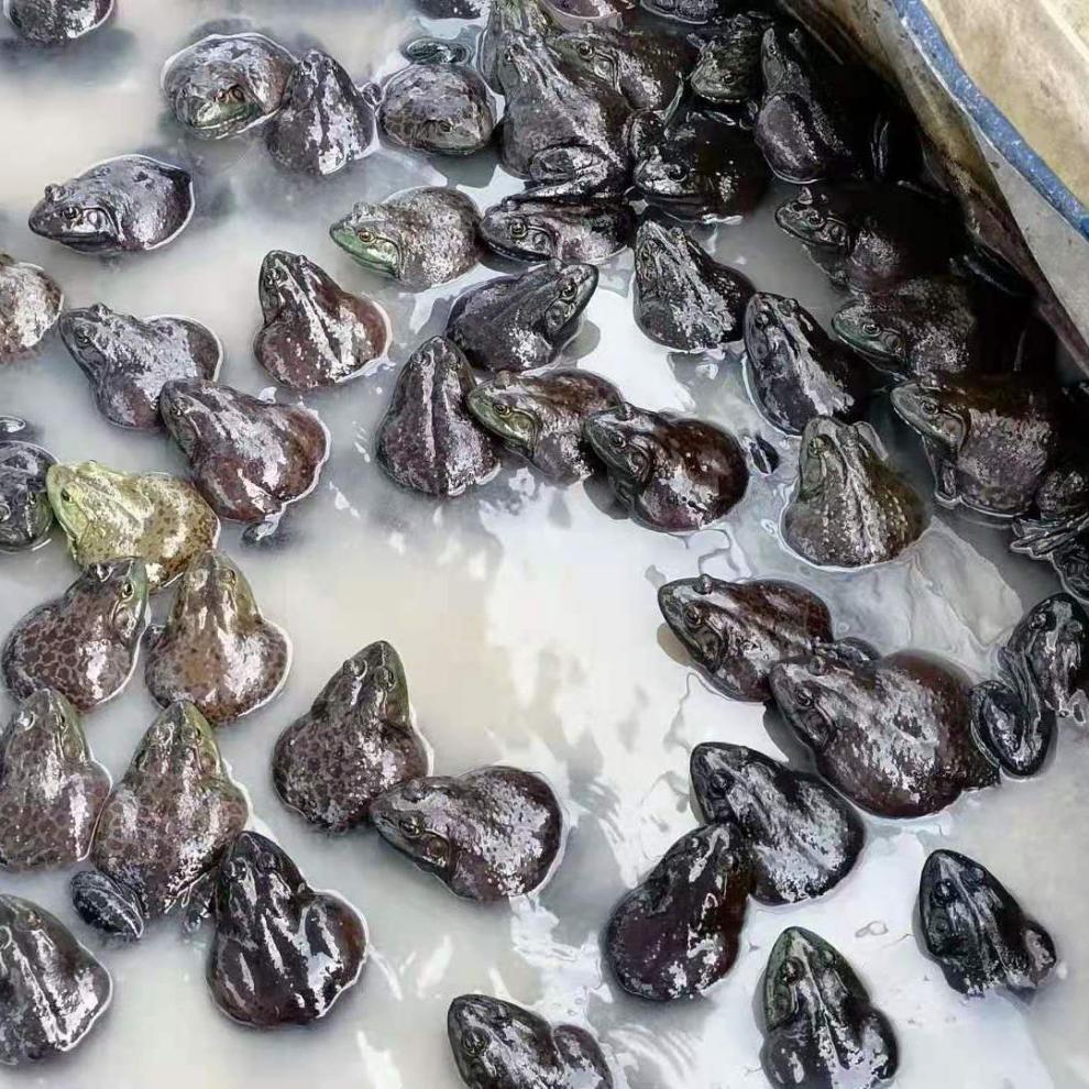 牛蛙蝌蚪活体产地直销包活量大优惠不限数量发货 牛蛙蝌蚪2万个【图片