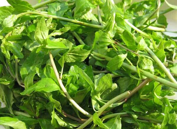 枸杞头新鲜蔬菜春季应季蔬菜枸杞芽枸杞叶坏单包退款2斤