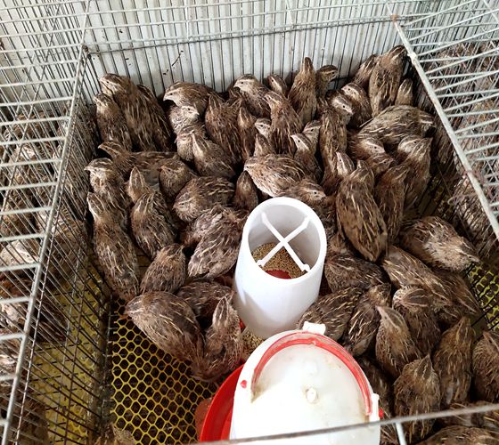 青年下蛋鹌鹑活体鹌鹑鸟产蛋鹌鹑活物天天下蛋活鹌鹑精品齐毛鹌鹑1公2