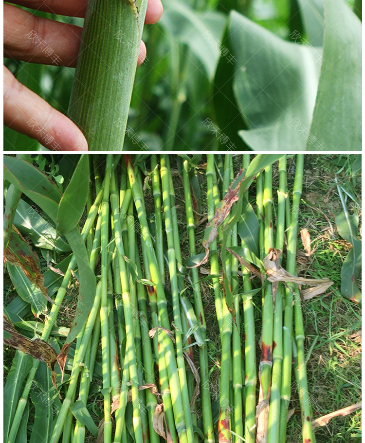 甜高粱杆种籽春季四季北方甜杆小甘蔗种甜芦粟种子水果种孑甜杆25克