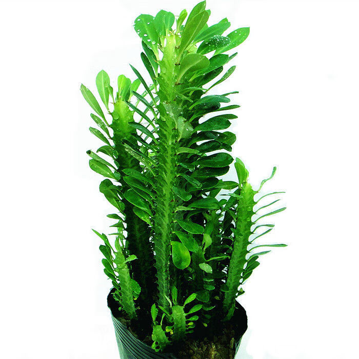 玉麒麟盆栽彩色金麒麟 玉麒麟植物 五指山 虎头山 青龙骨紫龙骨仙人球