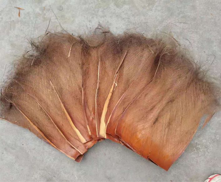 棕片棕树皮棕毛鬃蓑衣山棕榈丝茅草屋顶鲈鱼繁殖绿萝棒柱 20cm左右宽6