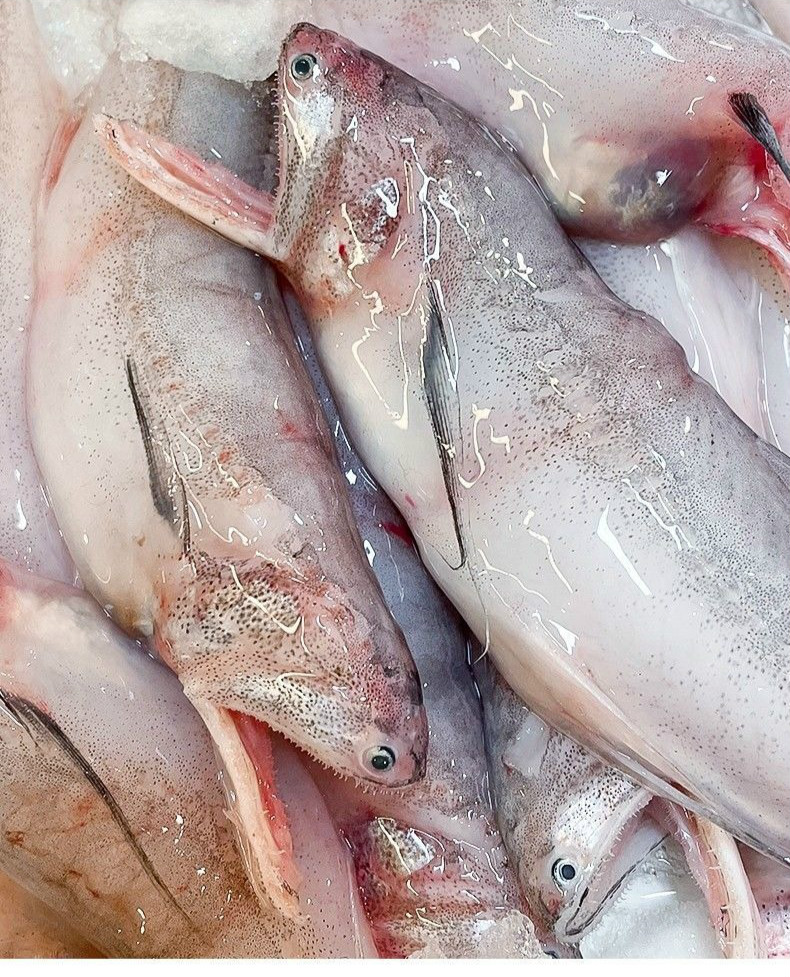 海捕龙头鱼新鲜豆腐鱼鲜活九肚鱼冰鲜冷冻丝丁鱼海鱼 中大个四斤装