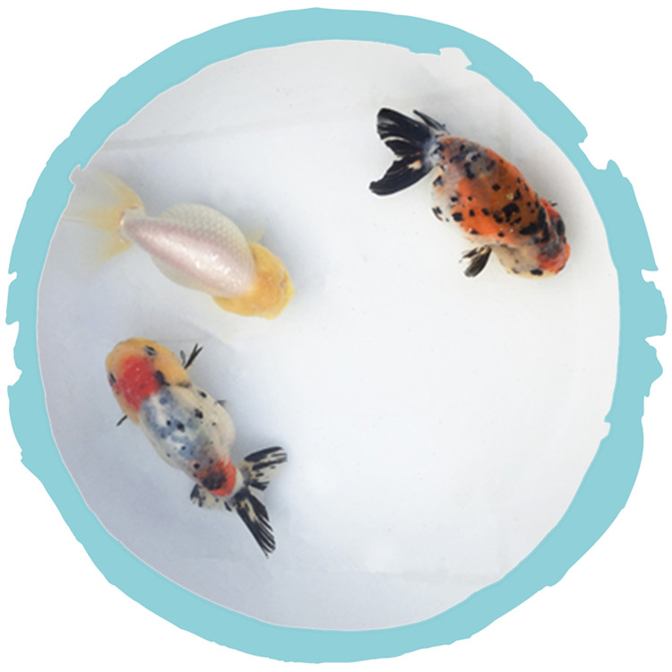 zxc奶牛水墨兰寿金鱼活鱼冷水观赏鱼苗五花寿红白黑兰寿精品包活好养