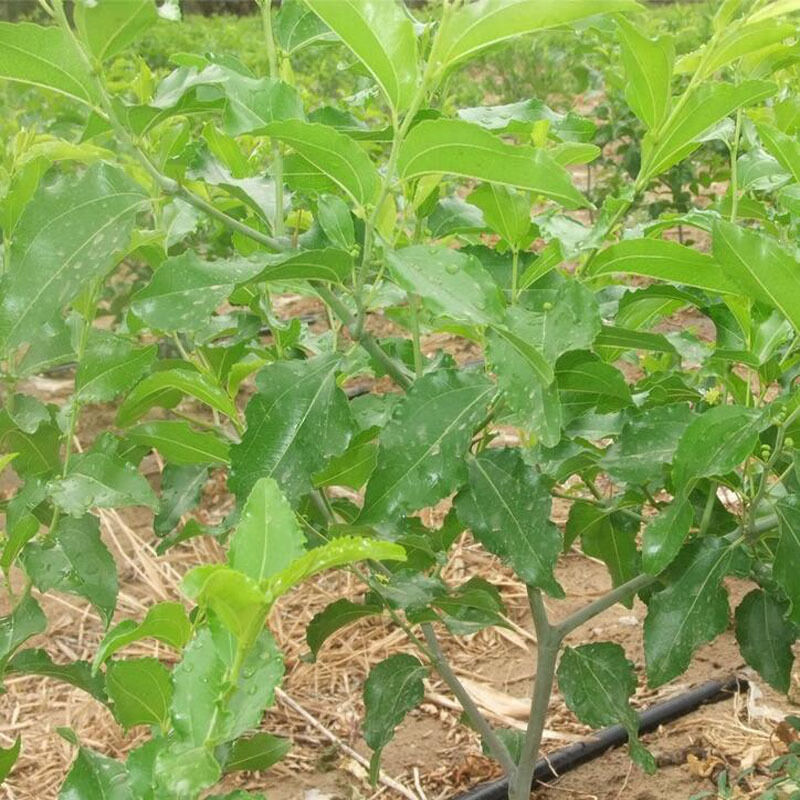 【精选】特大新品种枣树苗冬枣葫芦大红青黑枣南北方矮化地栽庭院盆栽