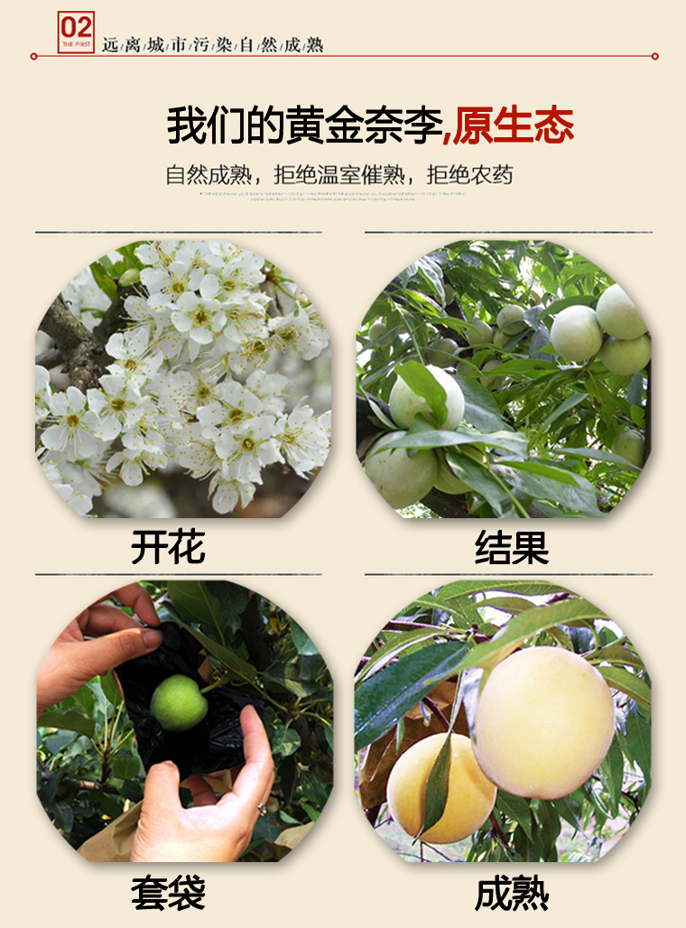 黄金奈李汉源桃花李恐龙蛋蜂糖脱骨李子当季孕妇水果精选大果5斤