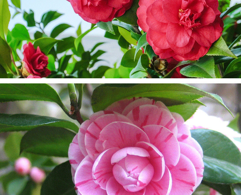 茶花树苗香妃五色赤丹四季开花庭院耐寒易活浓香型花卉紫丹三年苗30高