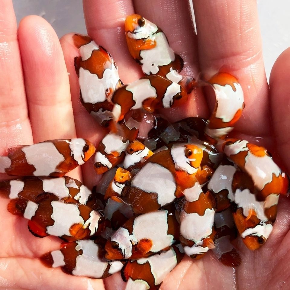 小丑鱼宠物 公子小丑活体人工野生公子珊瑚双带黑背心 白金小丑4公分